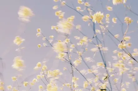 Alec McKee Flowers