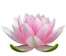 pink lotus clip