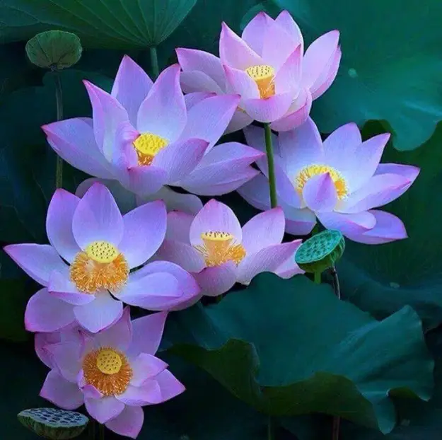 purple-lotuses