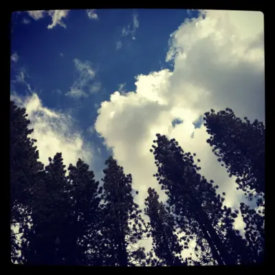 trees and sky