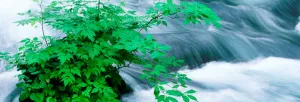 wellhausen_natural_medicine